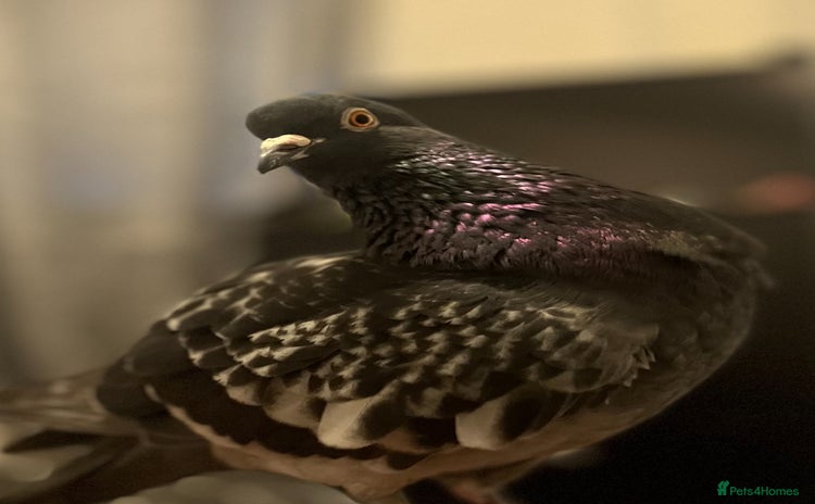 Pigeons birds - Advert 1