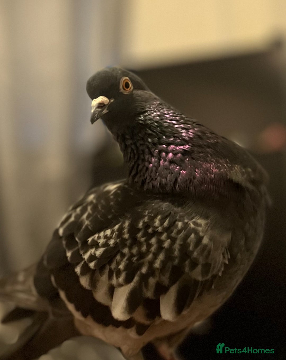 Pigeons birds for sale: Male pigeon looking for new home  - Image 1