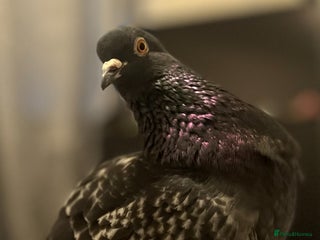 Pigeons birds - Advert 15