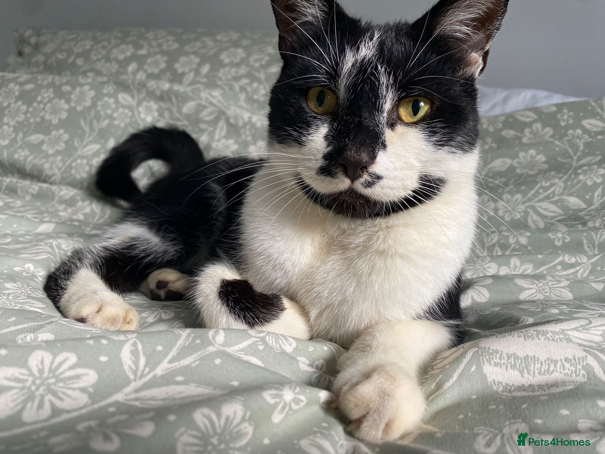 Mixed Breed cats Lovely male mixed breed 4 year old cat - Advert 7