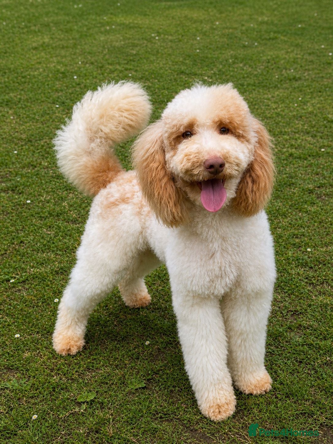 Cavapoo dogs F1BB Miniature Cavapoo - Advert 2