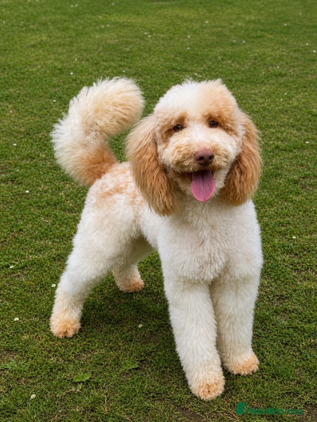 Cavapoo dogs for sale: F1BB Miniature Cavapoo - Advert 2
