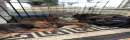 Mixed Breed dogs for sale: ❣️READY NEXT WEEK❣️Cane Corso cross ❣️ - Advert 7