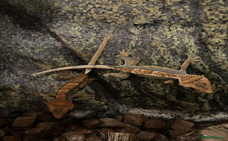 Gecko reptiles - Advert 1