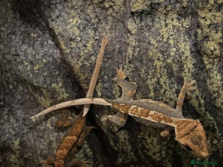 Gecko reptiles - Advert 1