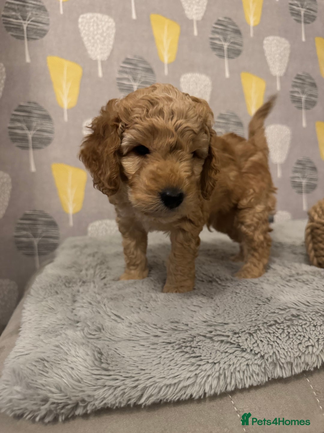Cockapoo dogs for sale: Cockapoo Litter Due 25th January  - Advert 23