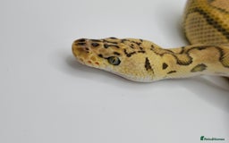 Python Snake reptiles for sale: Pastel Enchi clown  - Image 3