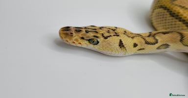 Python Snake reptiles - Advert 3