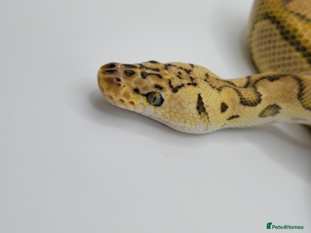 Python Snake reptiles for sale: Pastel Enchi clown  - Image 3