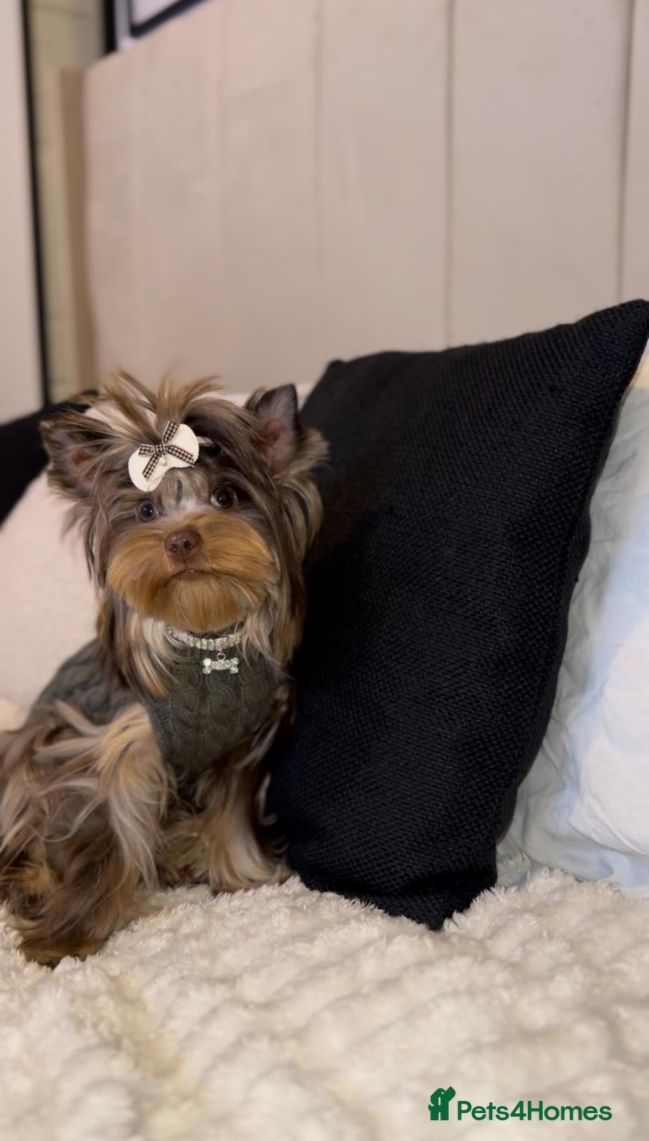 Yorkshire Terrier dogs Rare Chocolate Merle Girl - Advert 4