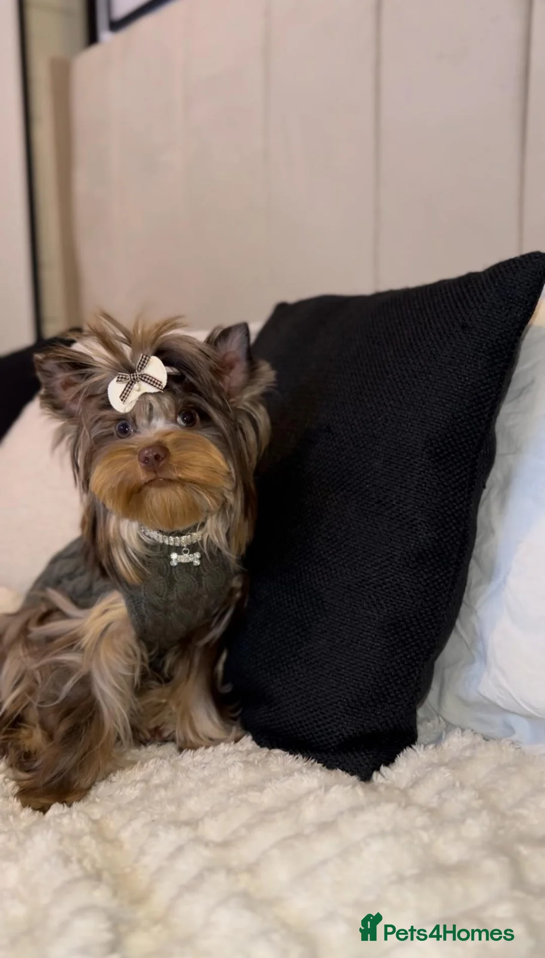 Yorkshire Terrier dogs for sale: Rare Chocolate Merle Girl - Advert 1