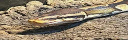Python Snake reptiles for sale: Royal (Ball) Python  in Redditch - Advert 8