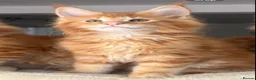 Maine Coon cats for sale: Ready Now TICA Registered Maine Coon Kittens Red - Advert 19