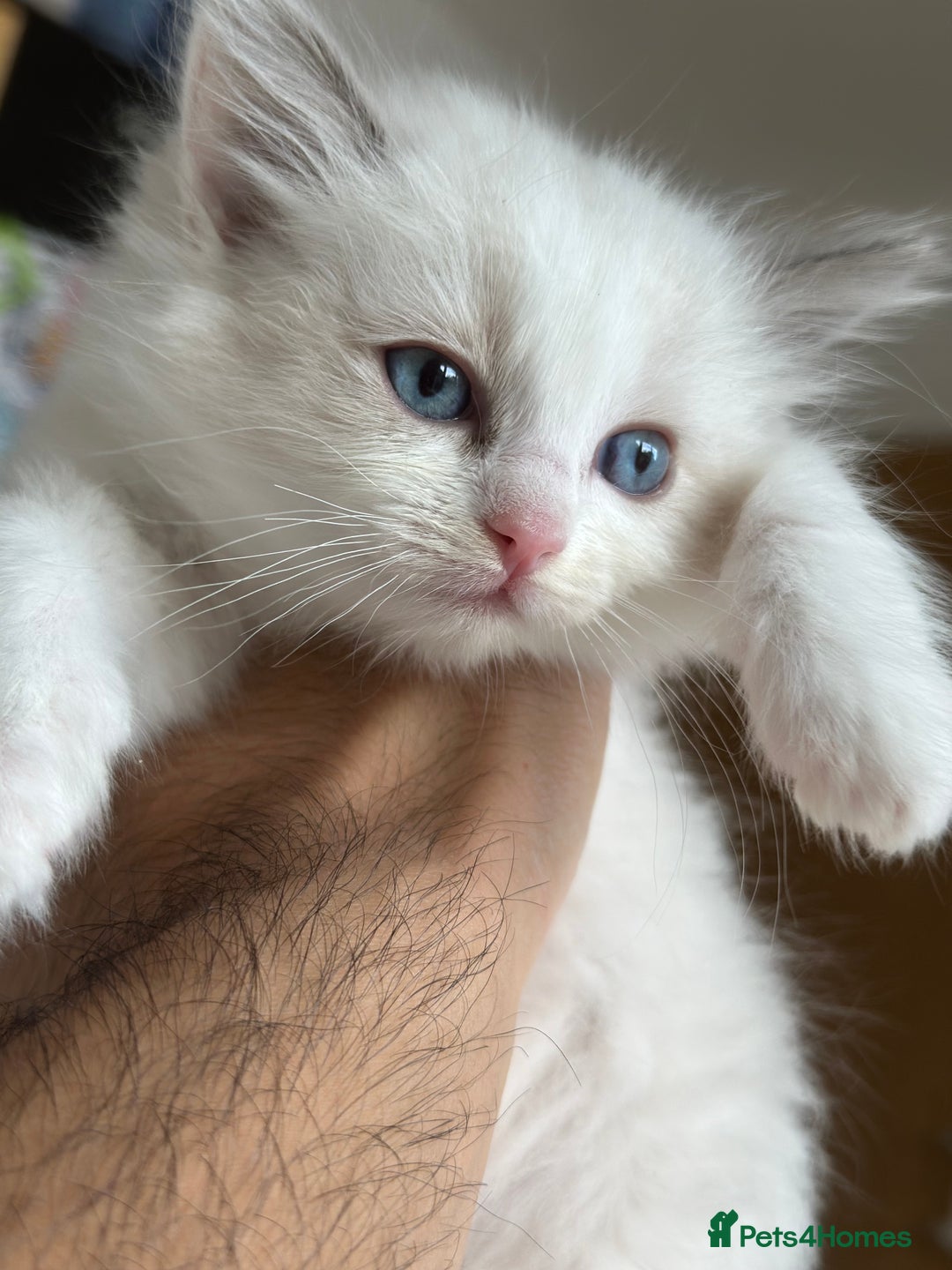 Ragdoll cats for sale: Gorgeous Balls Of Fluff 🥰😻🤗 - Image 19