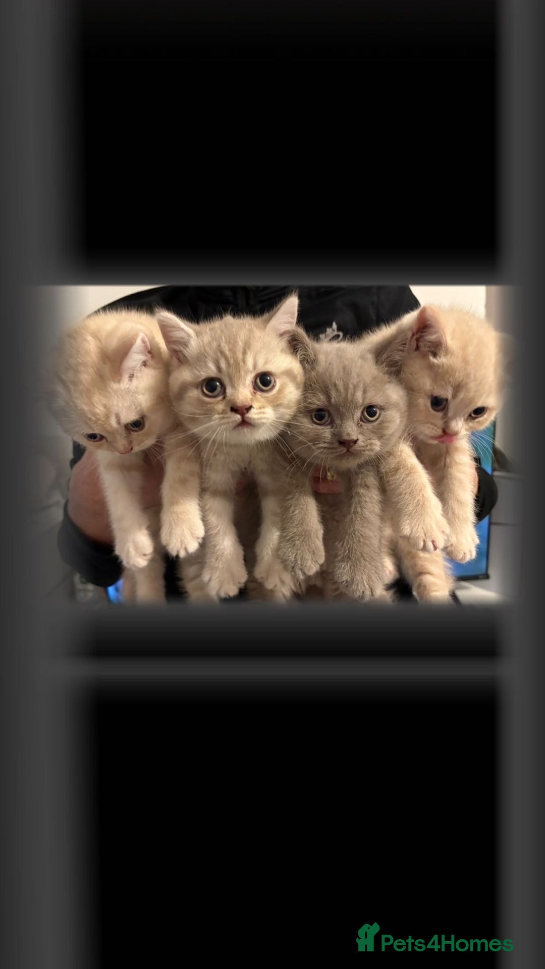 British Shorthair cats for sale: Female now available  - Advert 1