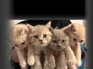 British Shorthair cats Female now available - Advert 2