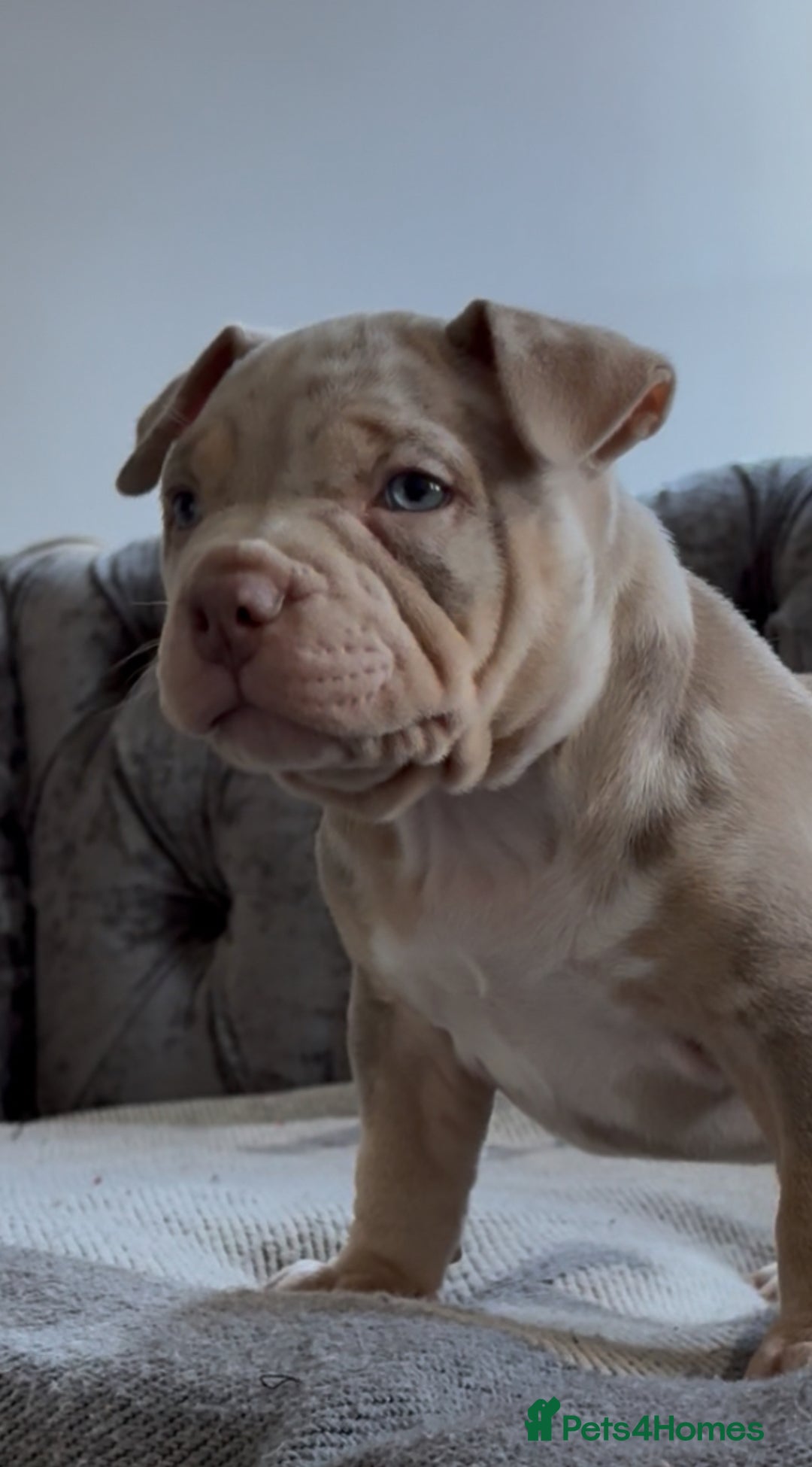 American Bully dogs for sale: ABKC REGISTERED POCKET BULLYS  - Image 5