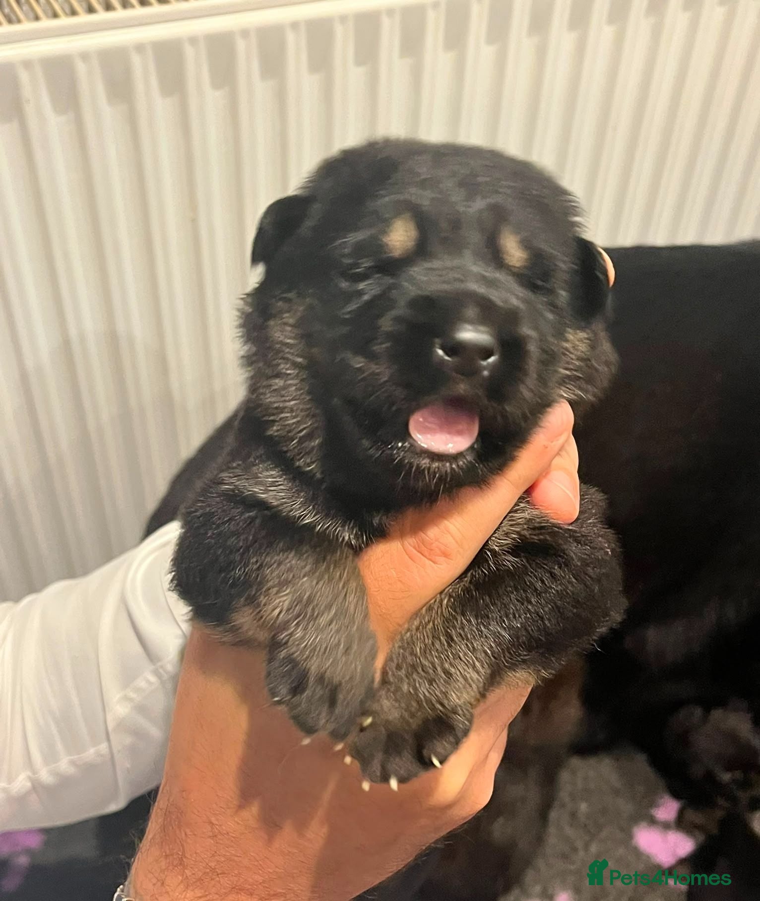 German Shepherd dogs Gorgeous German shepherd puppies for sale! - Advert 17