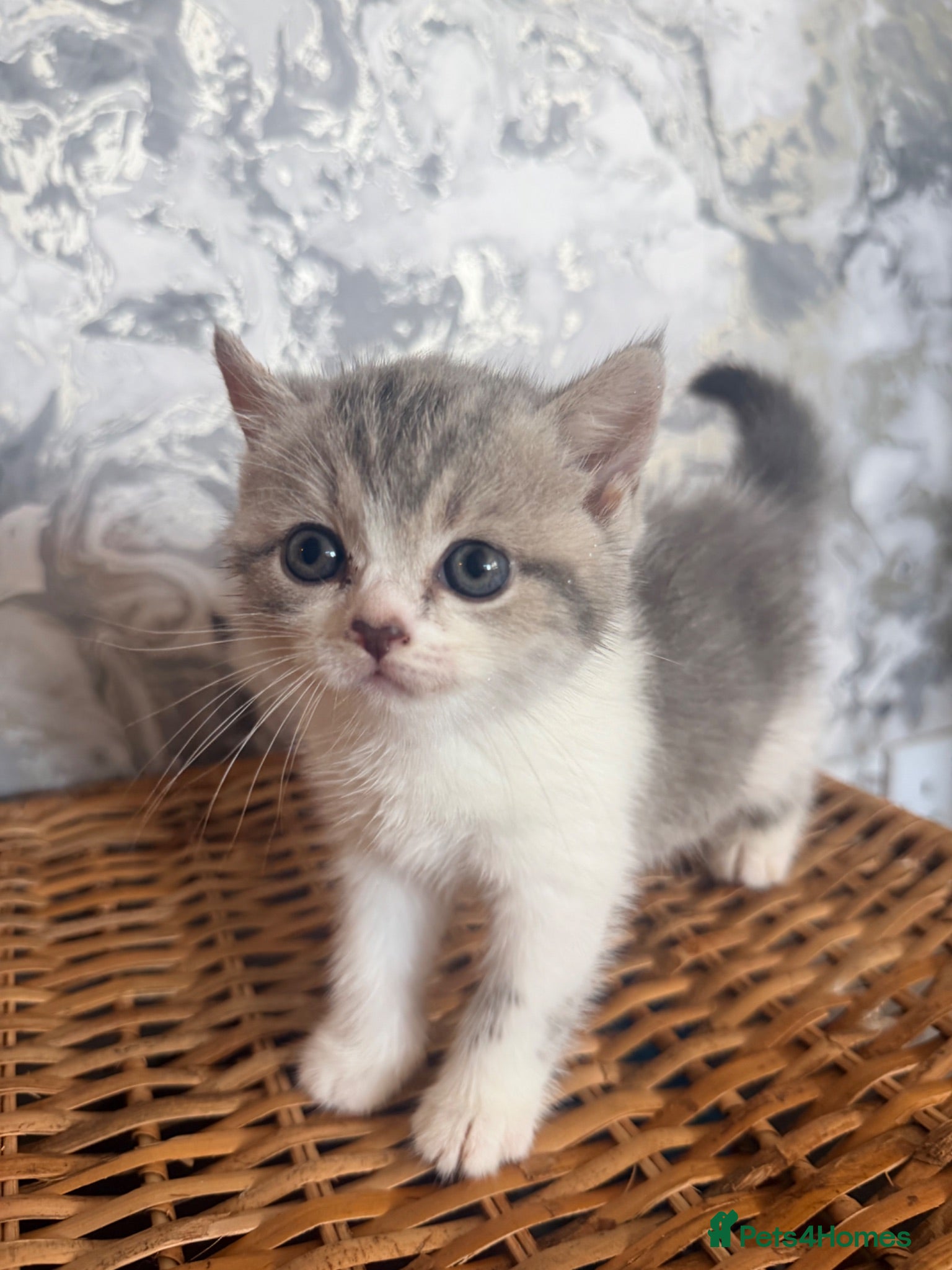 British Shorthair cats Beautiful British Shorthair Kitten  - Advert 8