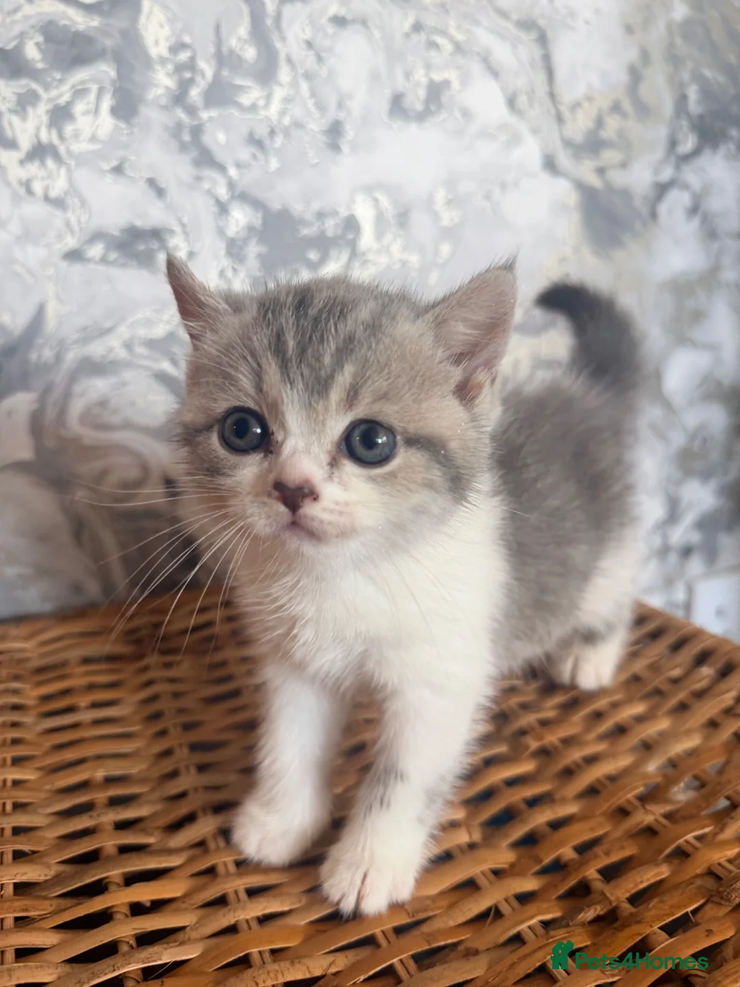British Shorthair cats for sale: Beautiful British Shorthair Kitten  in London - Advert 2