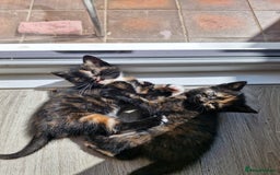 Mixed Breed cats for sale: 4 beautiful moggie girls  - Image 1