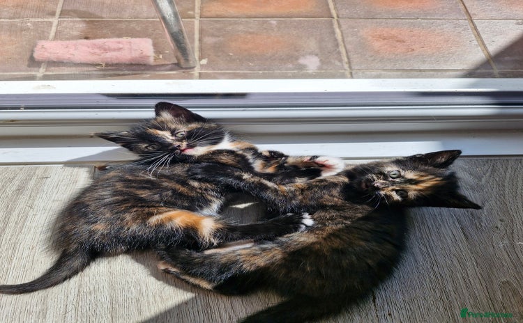 Mixed Breed cats - Advert 14