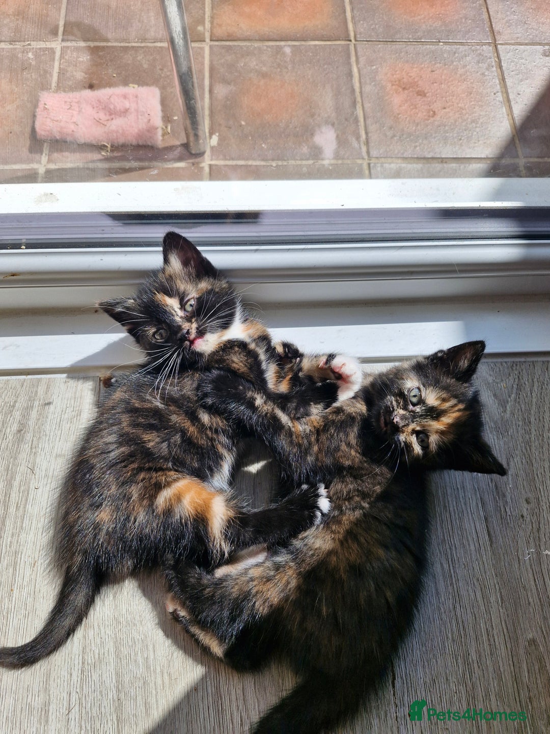 Mixed Breed cats for sale: 4 beautiful moggie girls  - Image 1