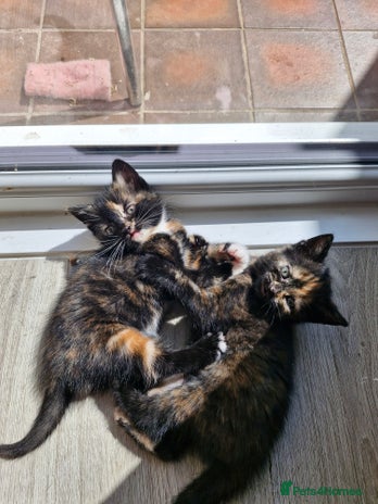 Mixed Breed cats - Advert 12