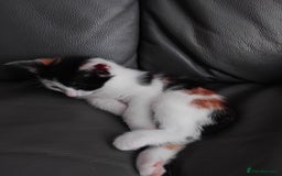 British Shorthair cats for sale: Calico kitten  - Image 1