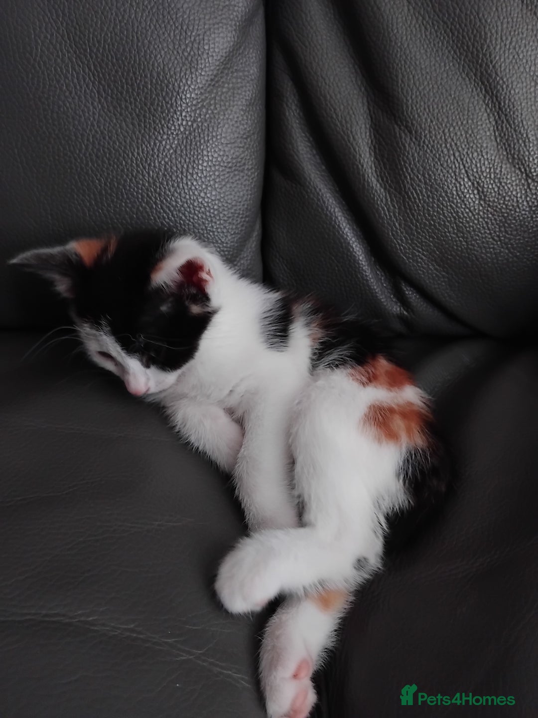 British Shorthair cats for sale: Calico kitten  - Image 1