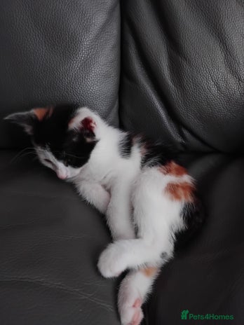 British Shorthair cats - Advert 1