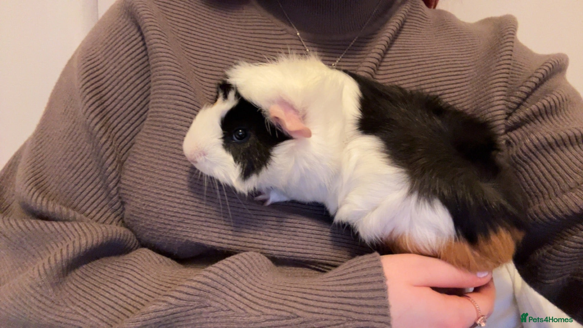 Guinea Pig rodents Male guinea pig, Pumbaa  - Advert 12
