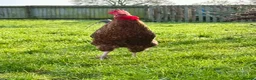 Chickens poultry for sale: Cupcake the Cockerel - Mixed Breed  - Advert 2