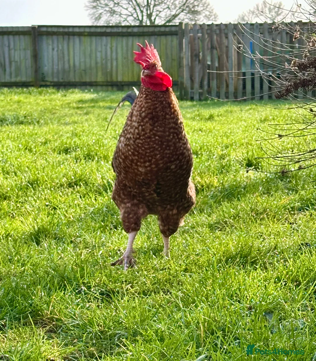 Chickens poultry for sale: Cupcake the Cockerel - Mixed Breed  - Advert 2