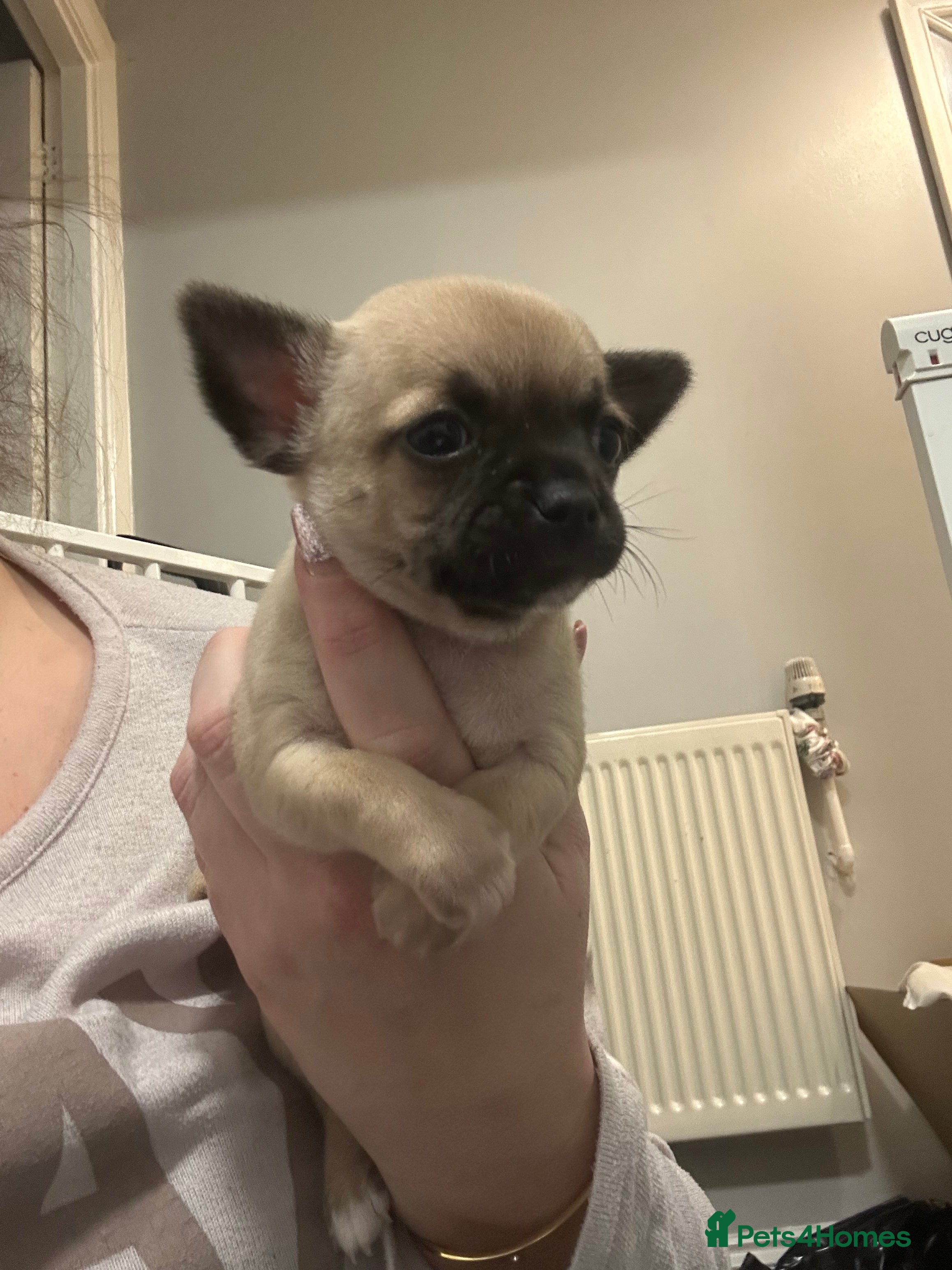 Chihuahua dogs Chihuahua puppies  - Advert 18