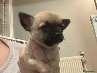 Chihuahua dogs Chihuahua puppies - Advert 18