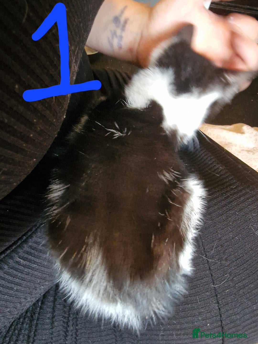 Domestic Shorthair cats for sale: Kittens for sale  - Image 2