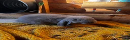 French Lop rabbits for sale: 🩷 French Lop Kits ready to leave tomorrow 🩷 - Advert 4