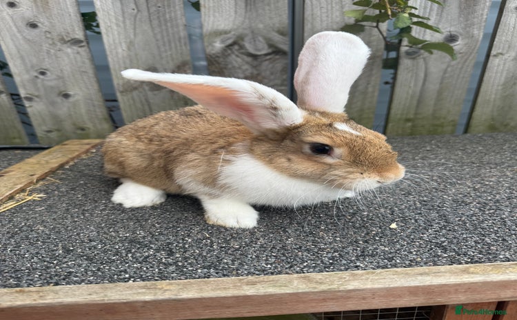 Mixed Breed rabbits - Advert 7