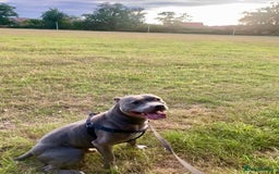 Staffordshire Bull Terrier dogs for sale: Experienced Home For Loki - Image 2