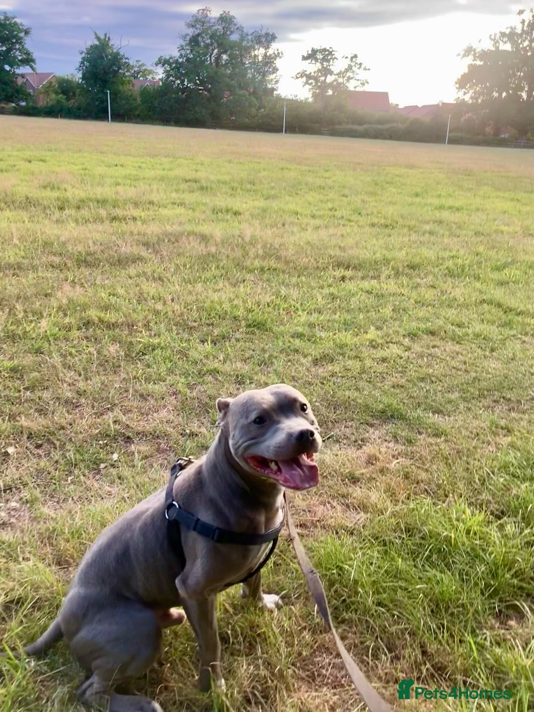Staffordshire Bull Terrier dogs for sale: Experienced Home For Loki - Image 2