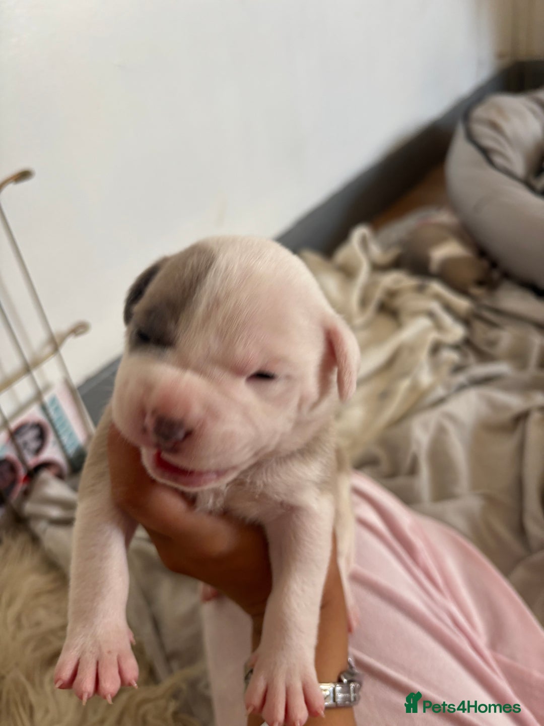 American Bulldog dogs for sale: American bulldogs - Image 16