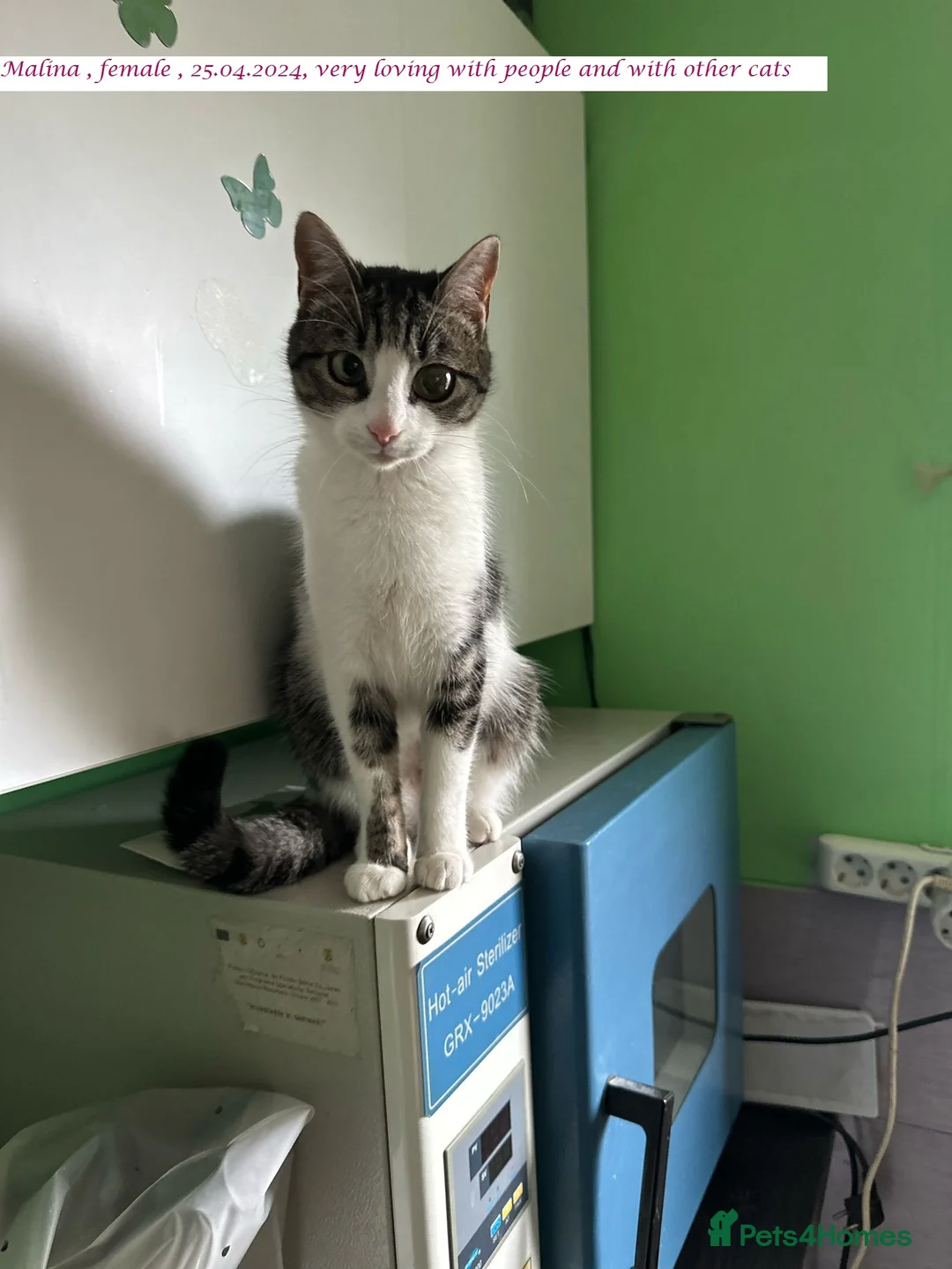 Mixed Breed cats for adoption: 🐾MALINA, a superb young girl, for a Loving Home🐾 in London - Advert 1