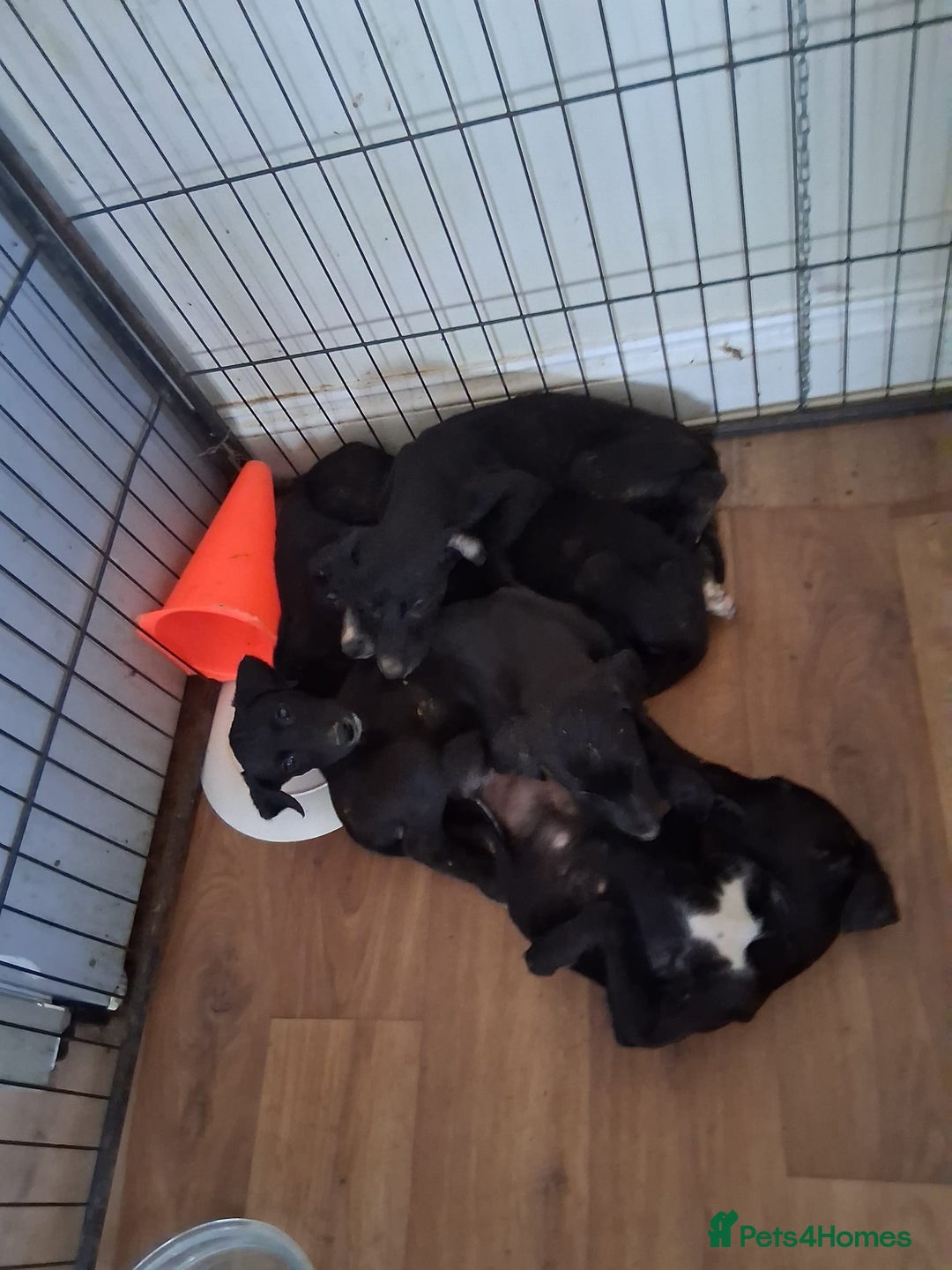 Mixed Breed dogs for sale: Saluki puppies - Advert 2