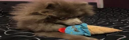 Pomeranian dogs for sale: Antonio / Tonio - Advert 4