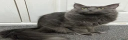Maine Coon cats for sale: Full breed Maine coon  - Advert 14