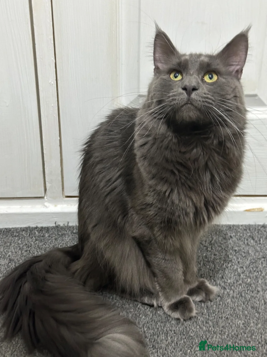 Maine Coon cats for sale: Full breed Maine coon  - Advert 14