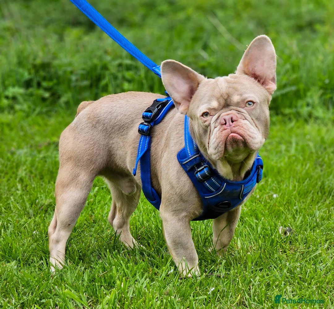 French Bulldog dogs for stud: New Shade & Tan for STUD in Motherwell - Advert 2