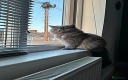 British Longhair cats for sale: British longhair ready for home in Watford - Image 39