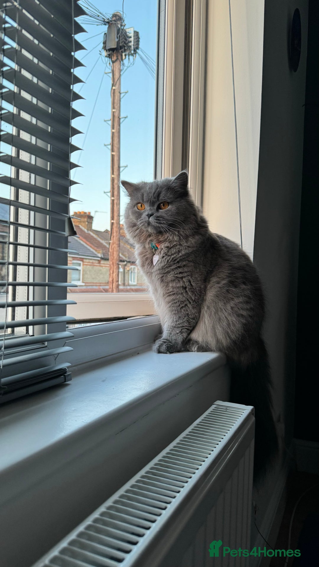 British Longhair cats for sale: British longhair ready for home in Watford - Image 39